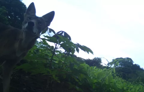Coyotes siguen siendo un dolor de cabeza para los ganaderos