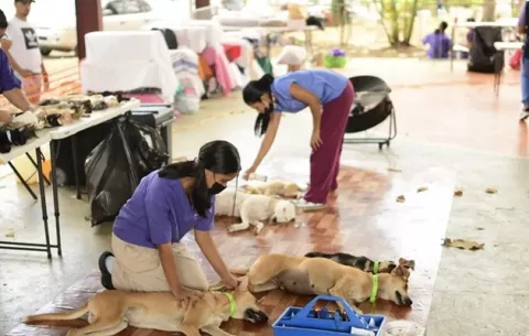Jornada de esterilización este domingo en La Chorrera