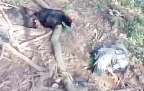 ¡Asombro! Muertes repentinas de aves de corral en La Mesa 
