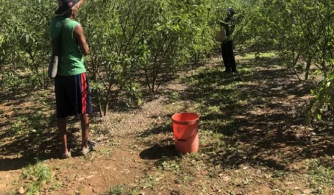 Productores de guandú reciben gran cantidad de consumidores