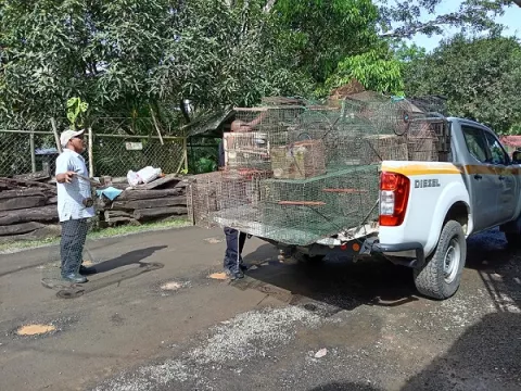 Destruyen jaulas de caza ilegal, incluyendo las 'Tomahawk'