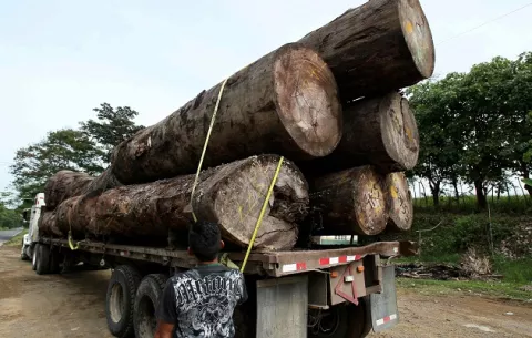 UE,  Brasil  y Panamá se unen contra tráfico de madera