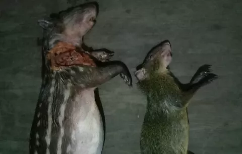 Atrapan a ciudadano con ejemplares de ñeque y conejo pintado