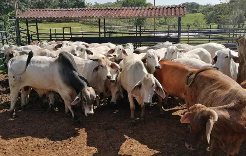 Más de una decena de reses muertas por rabia paralítica 