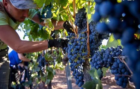 ¿Cómo afecta  el cambio climático al vino?