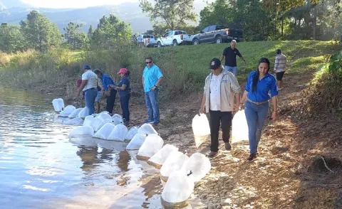 Siembra de tilapias en la Laguna de la Yeguada en Veraguas 
