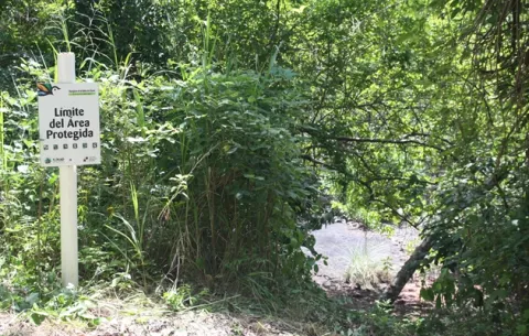 Enfrentarán proceso por tala de mangle en área protegida