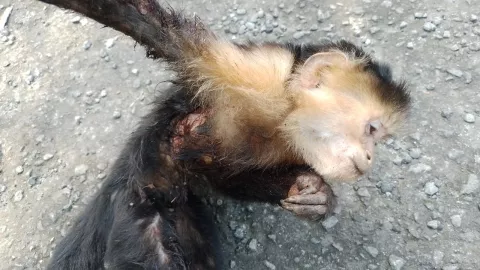 Detienen a un sujeto  por caza ilegal en área protegida
