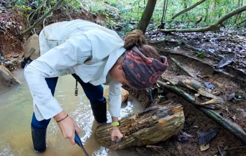 Descubren en Barro Colorado un bosque de manglares extintos