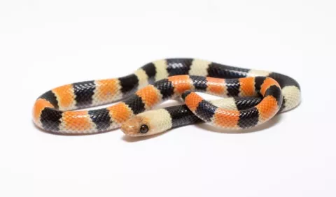 Nuevo reporte de serpiente para Panamá
