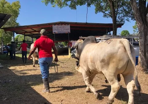 Ocú estima recibir a más de 50 mil personas en la Feria 