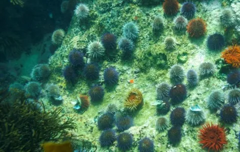 ¿Cómo impacta el petróleo a los invertebrados marinos?