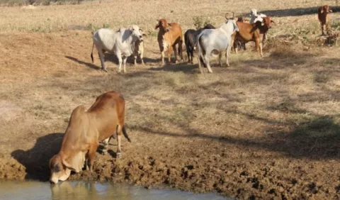 Cosecha de agua crucial  ante la escasez por  sequía