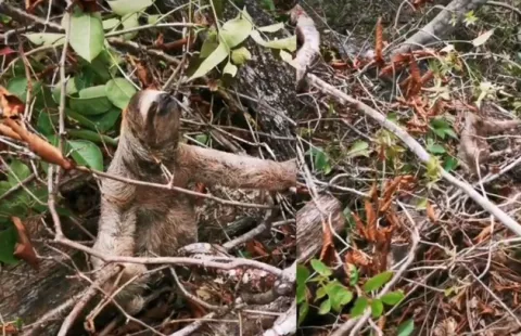 Rescate de vida silvestre en proyectos, otra tarea pendiente