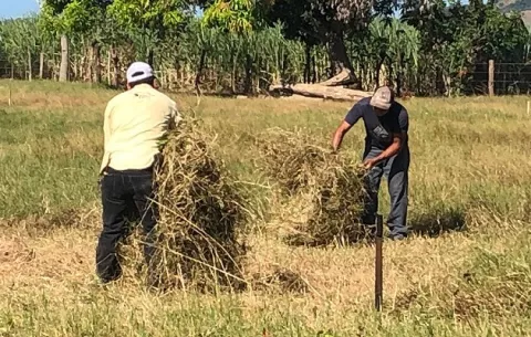 Ganaderos santeños se preparan para la sequía 