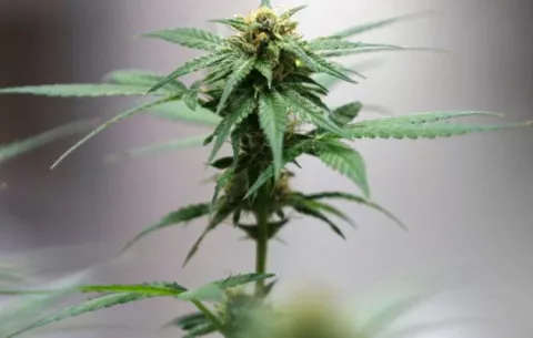 Tailandia busca poner fin al uso recreativo de la marihuana