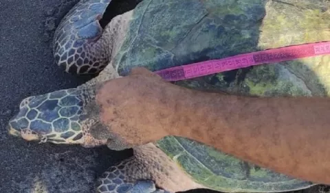 La esperanzadora visita de la tortuga carey a La Barqueta