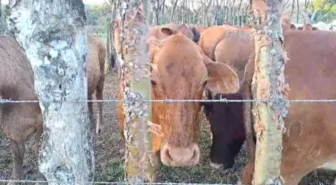 Nuevo brote de rabia paralítica bovina en Montijo