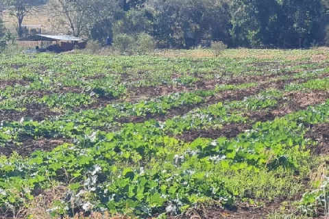 Incertidumbre entre los productores herreranos de zapallo