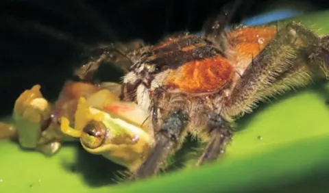 Documentan arañas que comen ranas y serpientes en Panamá