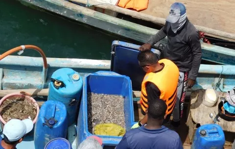 Detectan pescadores violando la veda del camarón 