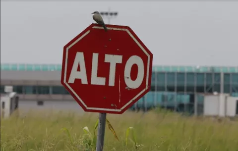 Aeropuerto de Tocumen, en alerta por migración de aves