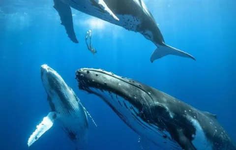 ¿Qué hace que canten las ballenas?
