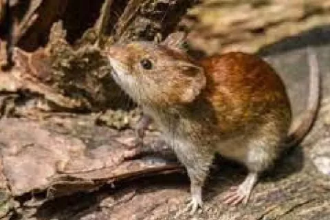 Se registra la primera muerte por hantavirus en la provincia de Coclé