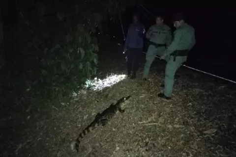 Fauna silvestre es afectada por el desarrollo del hombre en Colón 