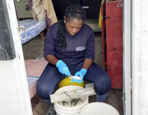 Analizan materia prima de la harina de pescado