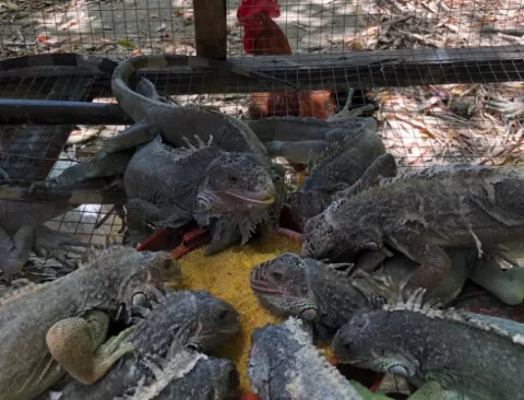 Inspeccionan centros de conservación de fauna silvestre 