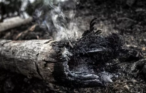 La Amazonía brasileña con más incendios forestales en enero