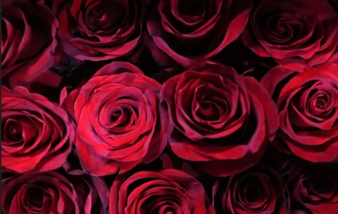 San Valentín: Nueve libros de amor y uno de desamor 