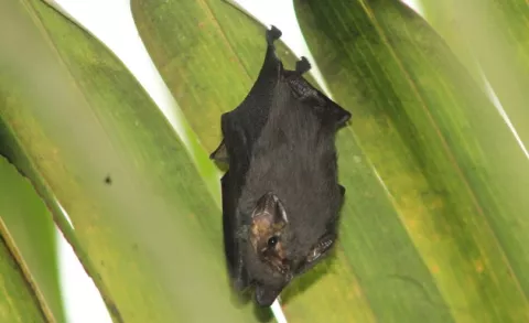 Nuevo registro de raro murciélago en Panamá