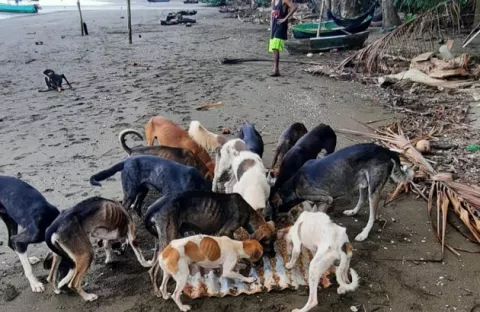 Abandono de perros en Cébaco,  un  problema de dos caras