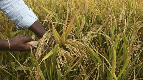 Arroceros tendrán problemas para sembrar ante falta de pago
