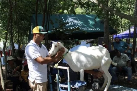 Ganadería caprina busca espacios en el mercado nacional