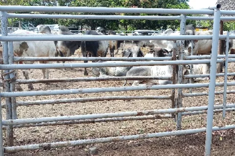 Investigan muerte de seis reses en Toabré; por enfermedad infecciosa