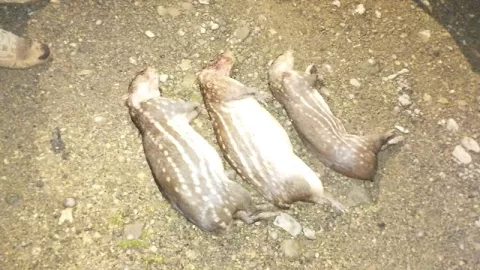 Capturan cazadores ilegales de conejos pintados en Colón   