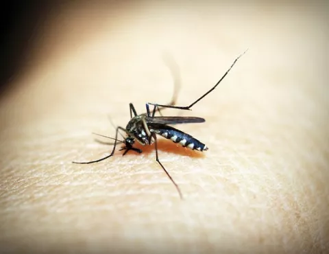Brote de dengue ataca Buenos Aires