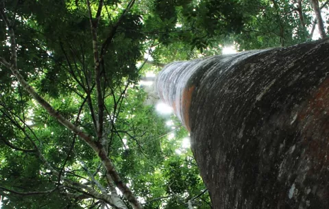 Día de los Bosques: La gestión forestal sostenible es clave