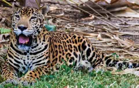 Panamá celebra el Día Nacional de los Felinos Silvestres