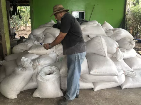 Productores de maíz preocupados, el grano se pierde 