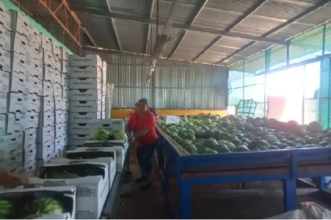 Sandía herrerana de la variedad Quetzaly irrumpe en el mercado holandés