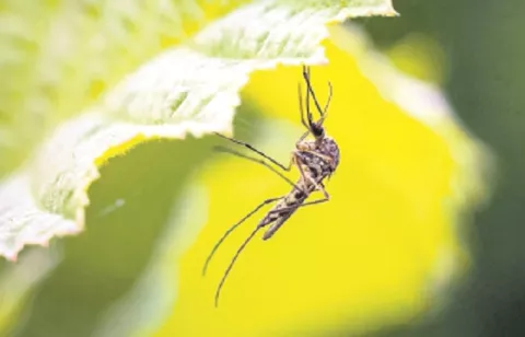 ¿Cansado de los mosquitos?, hay plantas que los ahuyentan   