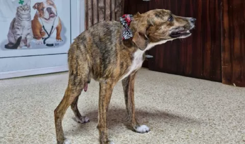 Quasi, el perro de la columna corta que no se rinde    