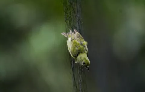 Tras la pista de un tesoro con alas en Cerro Chucantí 