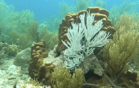 Océanos sufren un blanqueo masivo de los corales 