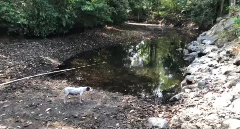 Darién: distribuyen agua en cisterna por bajo nivel de río