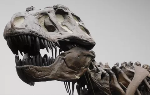 Los dinosaurios no eran tan inteligentes como se creía